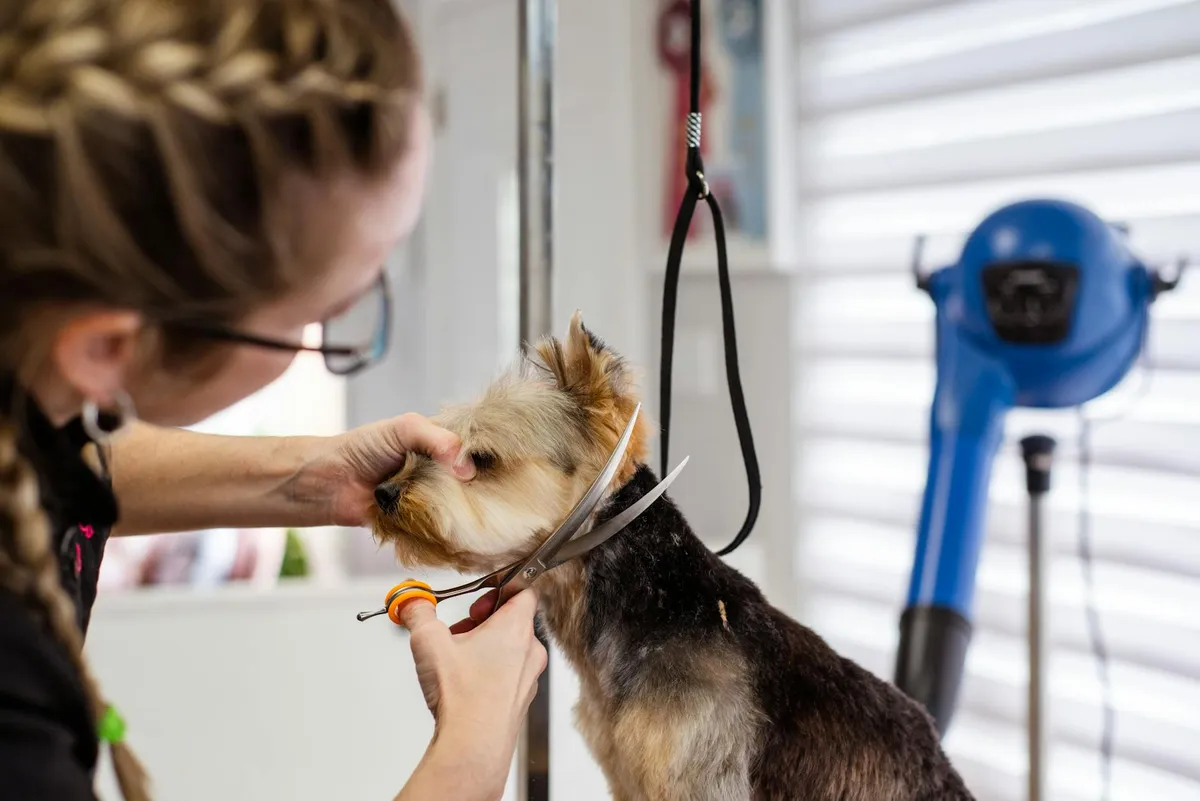 Strumenti per la cura della pelliccia cani Accessori per la toelettatura cani