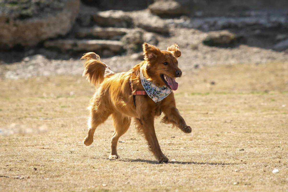 Cane Attivo Cane felice che gioca all'aperto