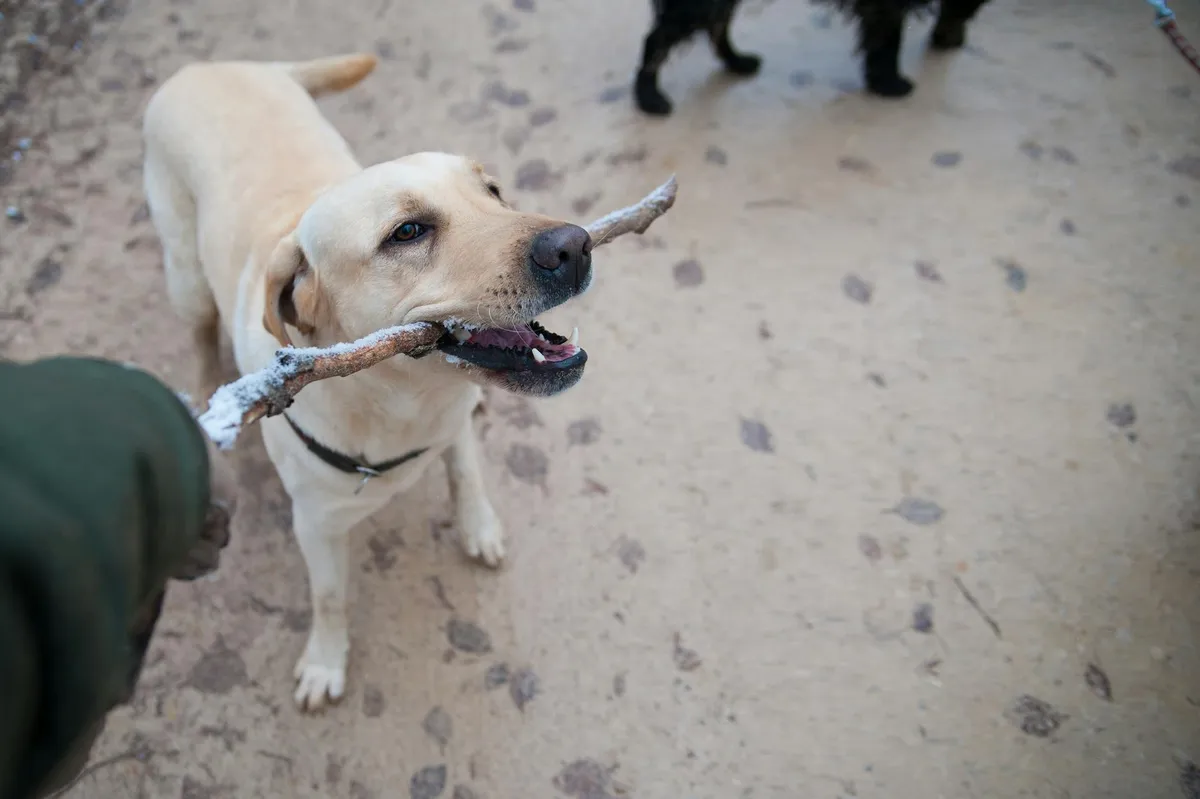 Addestramento Cani con Collare Biothane Un addestratore professionista utilizza un collare Biothane