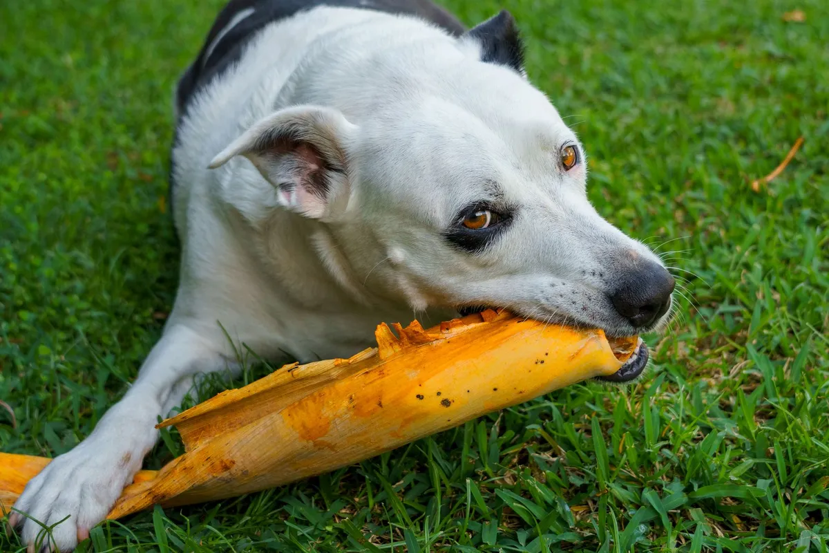 Giocattoli per Cani Sicuri Varietà di giocattoli per cani sicuri esposti su un tavolo.