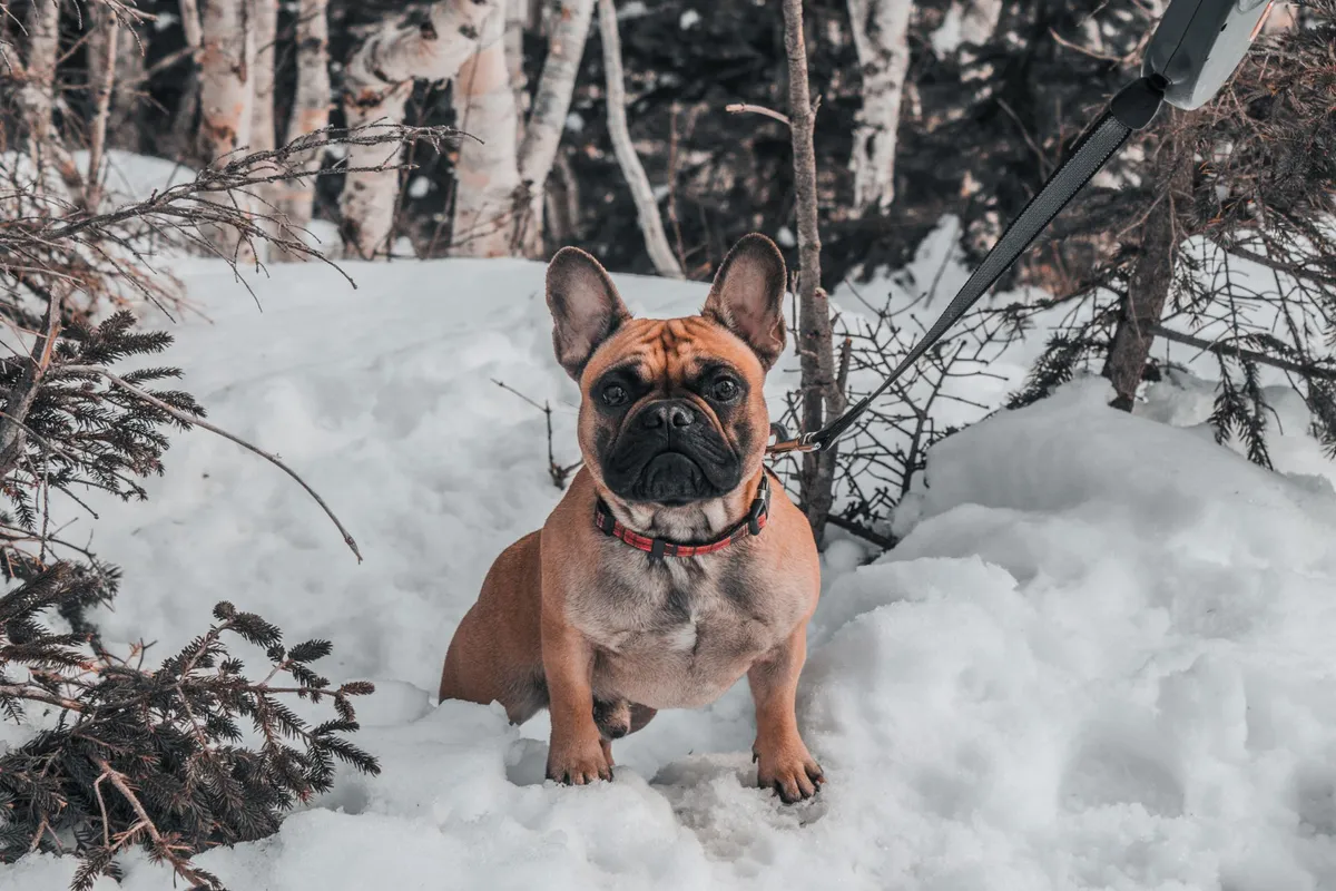 Biothane Collar and Leash Set Biothane dog collar and leash on a wooden surface