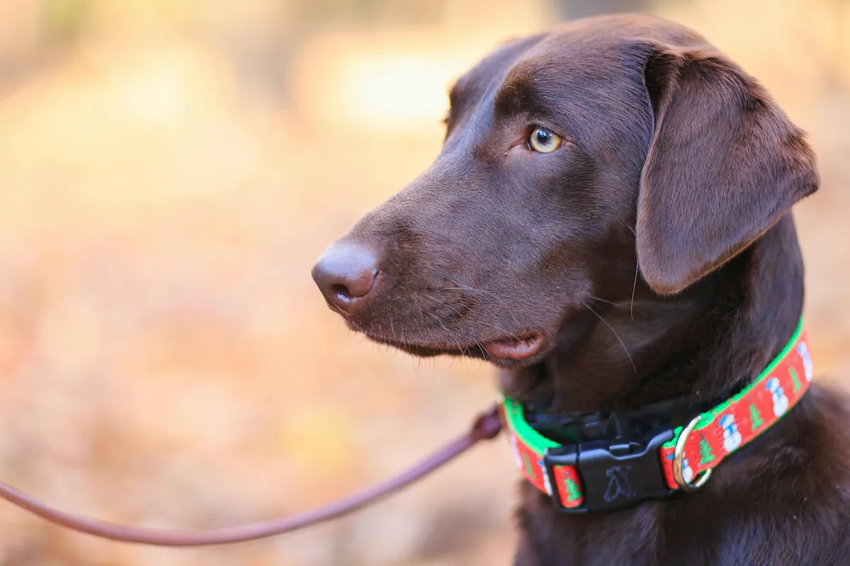 Accessori in Biothane per cani Collari e guinzagli in Biothane di alta qualità