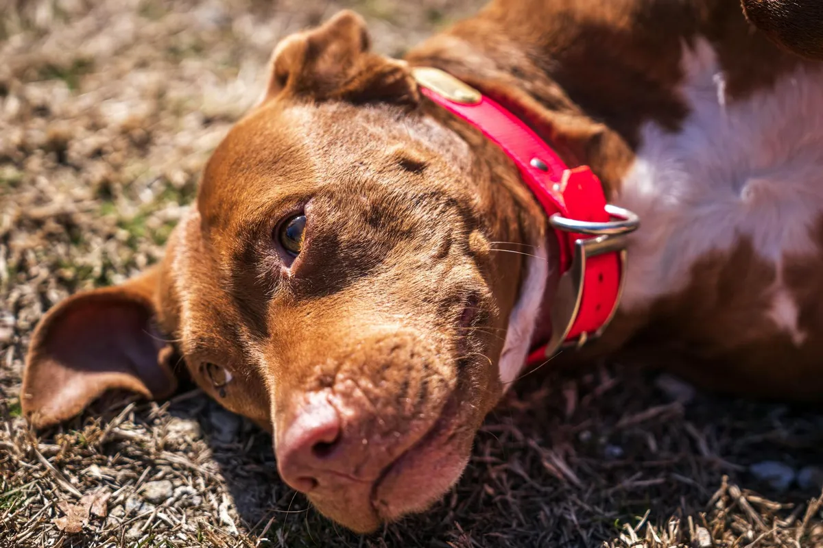 Collari di alta qualità in Biothane Collari in Biothane per cani