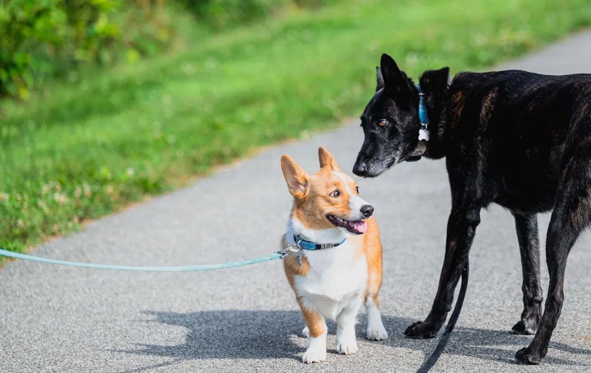 Guinzaglio in Biothane per Cani Guinzaglio in Biothane per cane di grande taglia