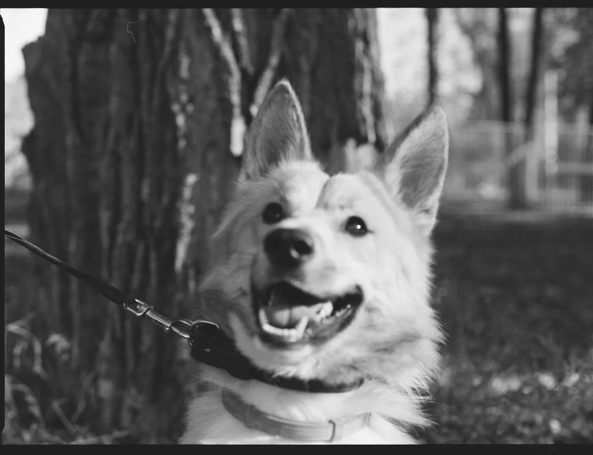 Materiali del Guinzaglio Primo piano di un guinzaglio in Biothane e un guinzaglio in cuoio per cani di grande taglia.