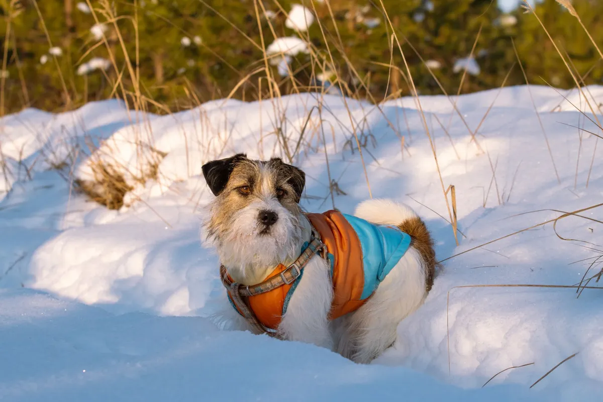 Cane in Inverno Cane con cappotto invernale in paesaggio innevato