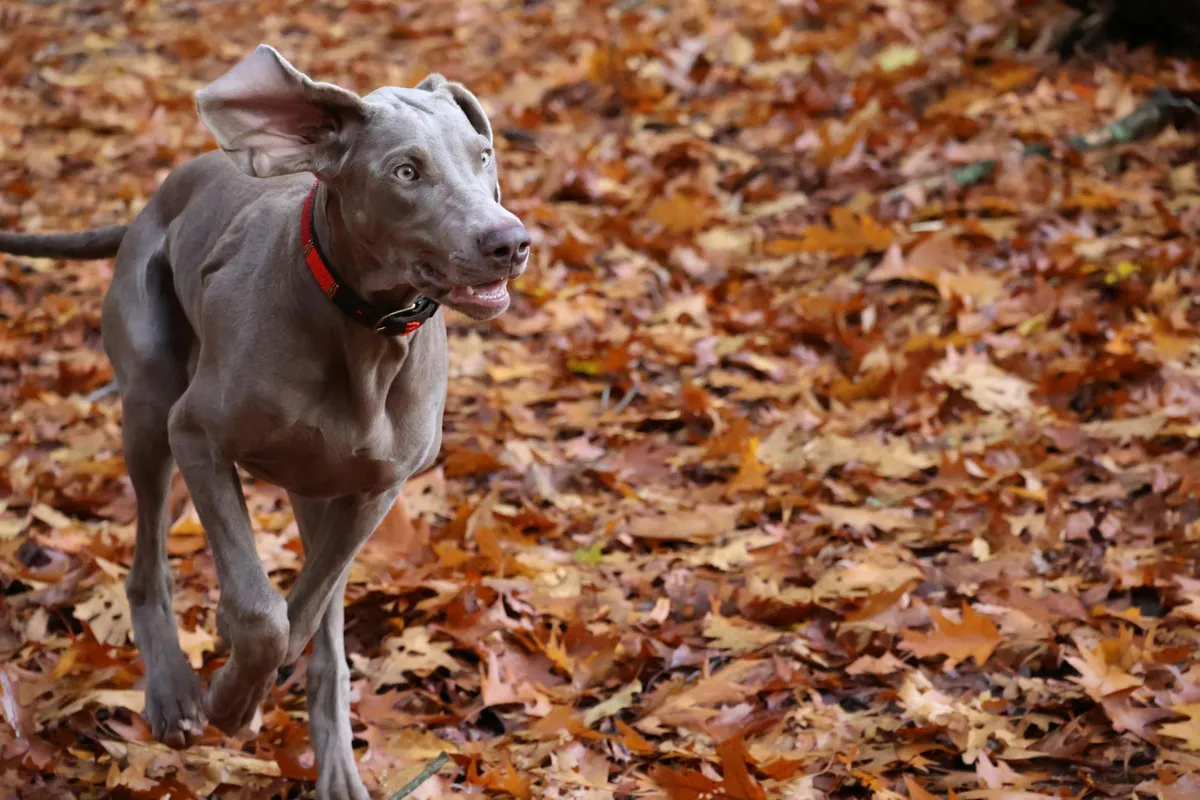Cane attivo nel bosco Cane attivo con collare in biothane nel bosco
