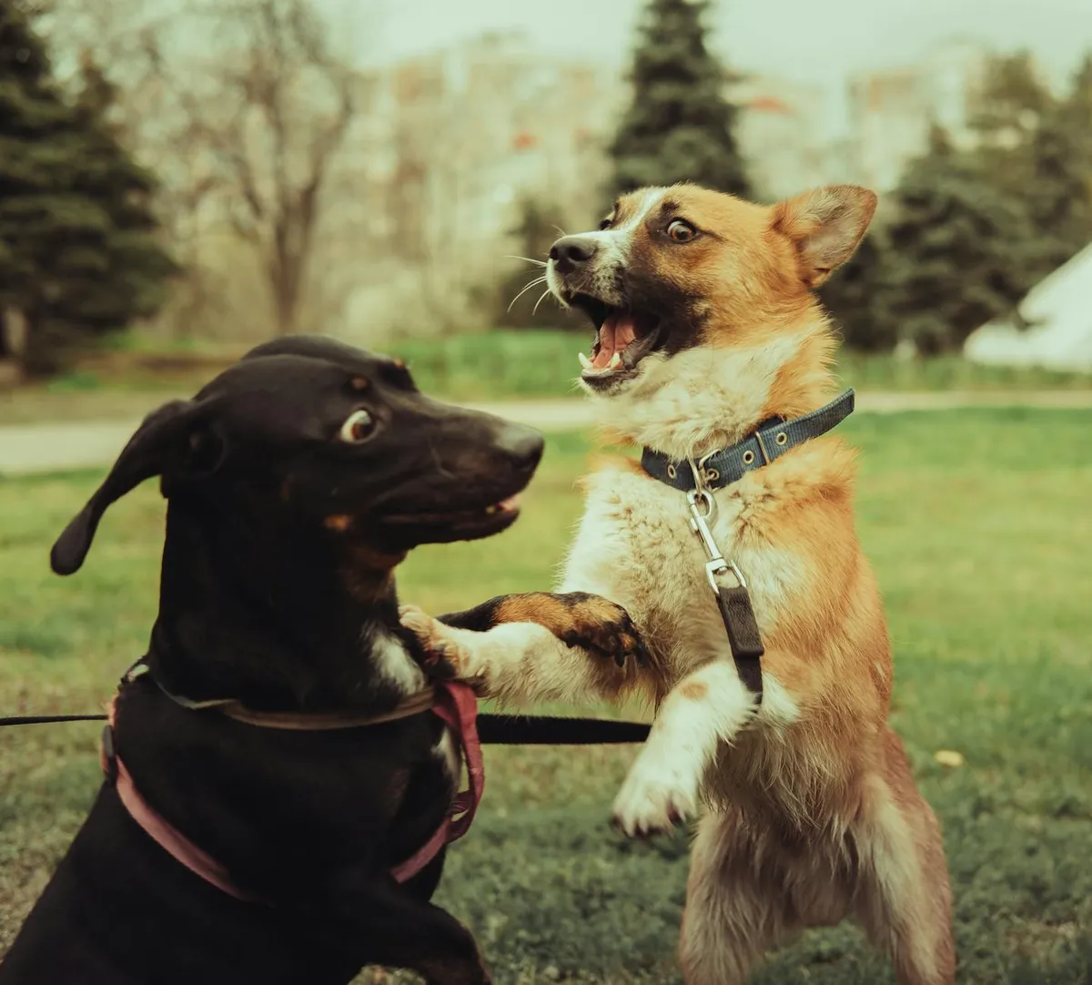 Cane Felice con Collare di Qualità Cane con collare in cuoio mentre gioca all'aperto.