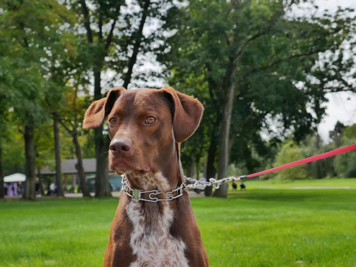 Cane con Collare e Guinzaglio Cane felice che indossa un collare e guinzaglio nel parco