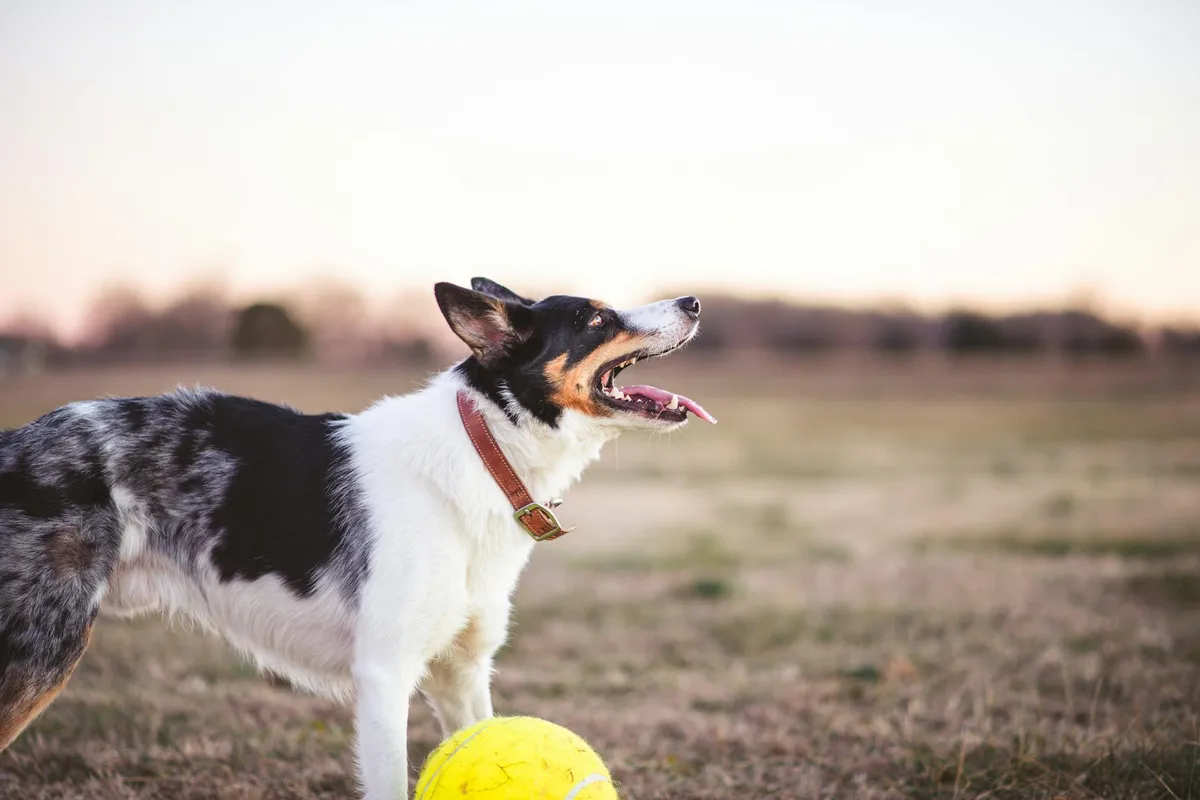 Cane con Collare Personalizzato Cane che gioca con un collare in cuoio personalizzato.