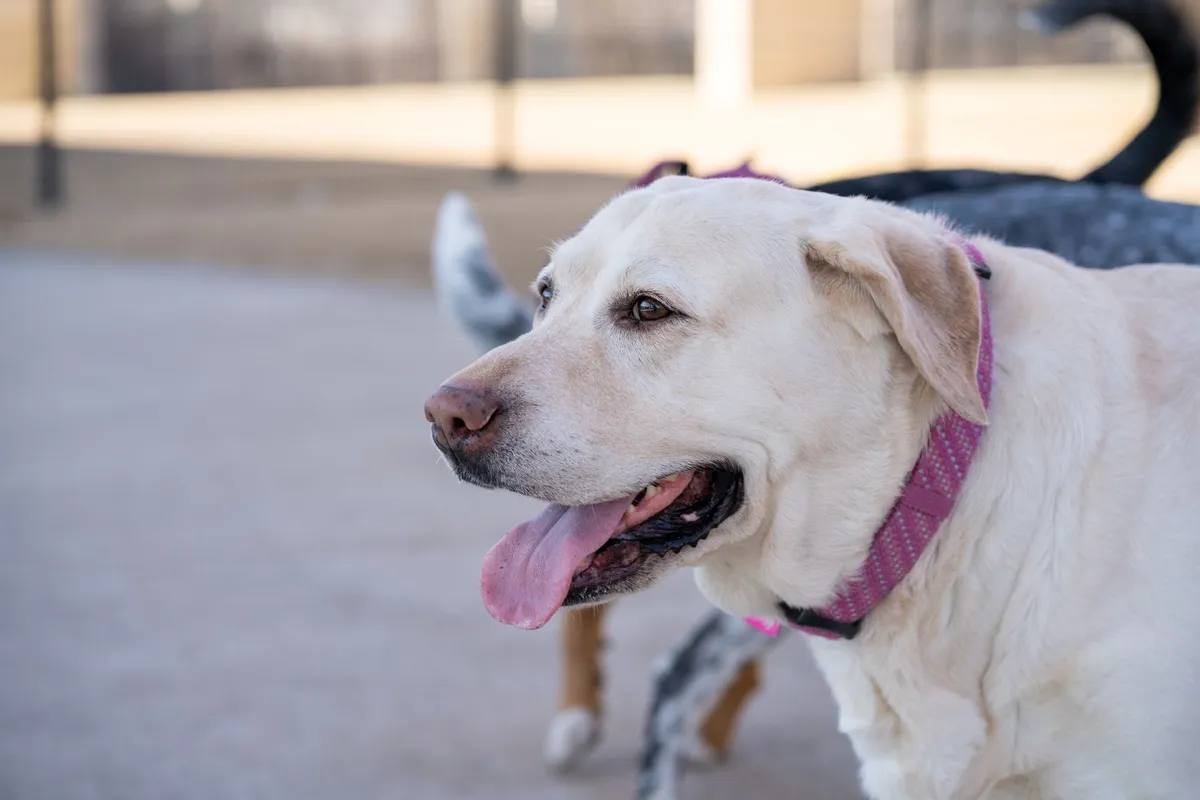 Cane con Collare di Sicurezza Cane felice con collare di sicurezza in Biothane