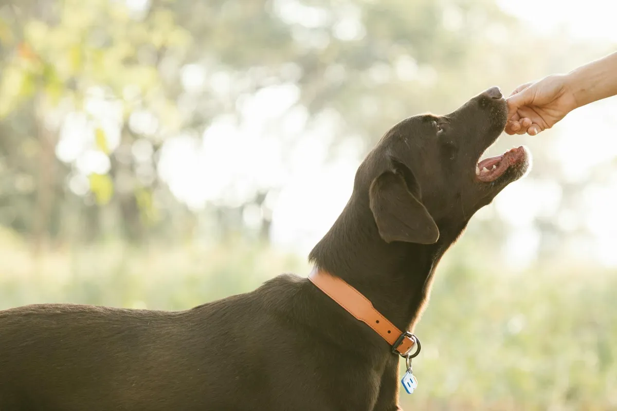 Cane Felice con Snack Naturale Cane felice che mangia uno snack