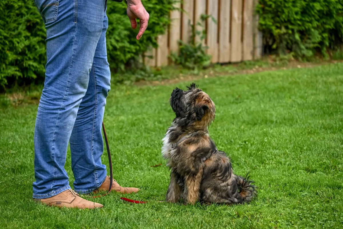 Addestramento del Cane Cane attento con fischietto