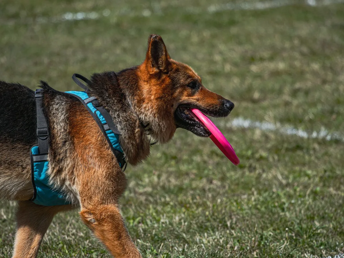 Cane Giocoso Cane che gioca con un frisbee