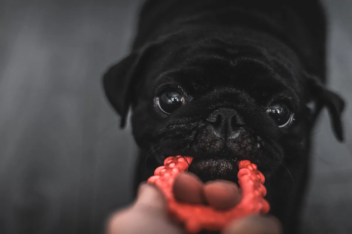 Cane e Giocattolo di Gomma Cane che gioca felice con un giocattolo di gomma