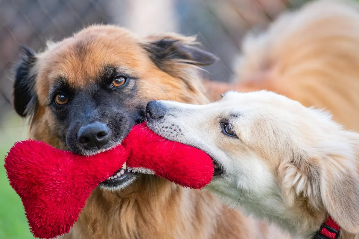 Cane felice Cane che gioca felice con giocattolo interattivo