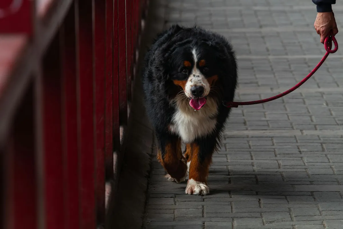 Cane con Guinzaglio Resistente Cane in passeggiata con guinzaglio resistente