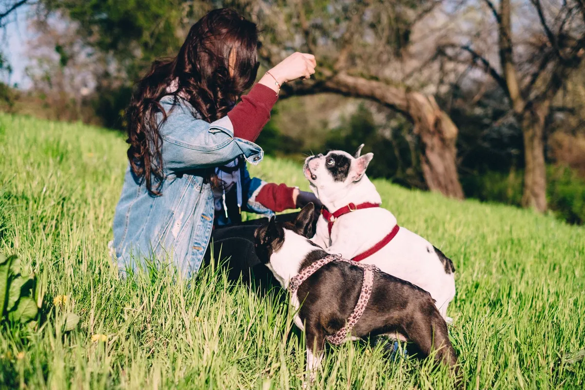 Cane che ascolta il fischio Cane in addestramento