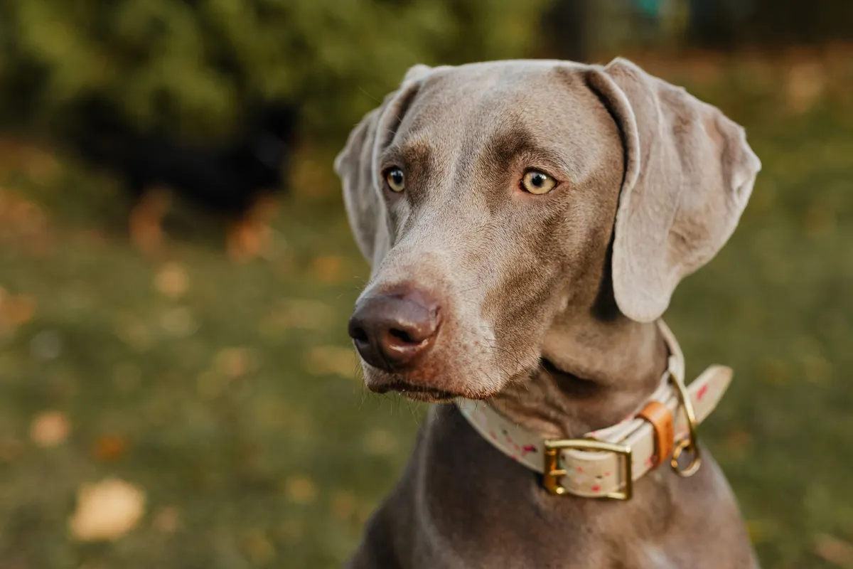 Manutenzione Collare e Guinzaglio Collare e guinzaglio per cani in cuoio manutentati