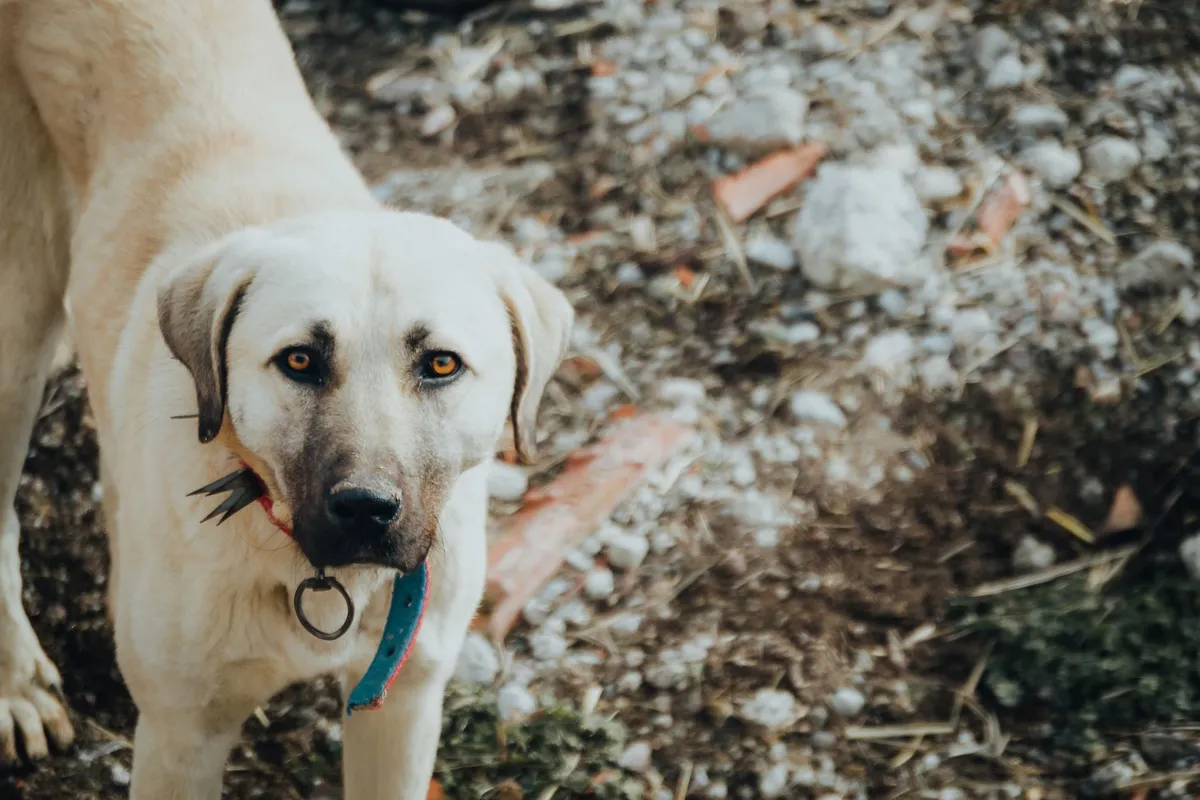 Pulizia dei Collari per Cani Cura dei collari per cani