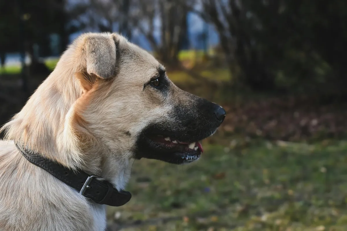 Collari per Cani da Lavoro Selezione di collari resistenti per cani da lavoro