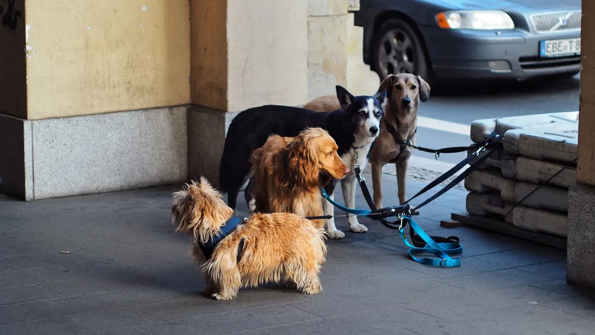 Premium Dog Accessories High-quality dog accessories on display