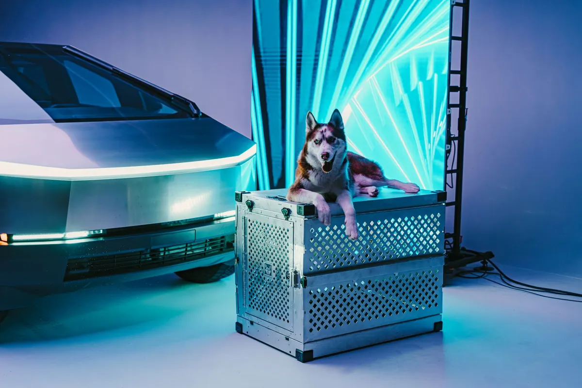 Innovative Dog Accessories Display of modern dog accessories and technology