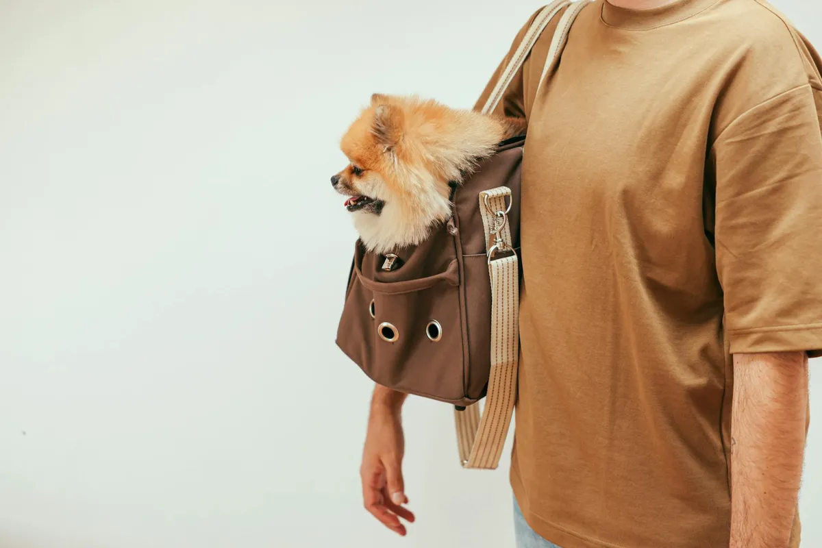 Cane in uno zaino per trasporto Cane in uno zaino per trasporto