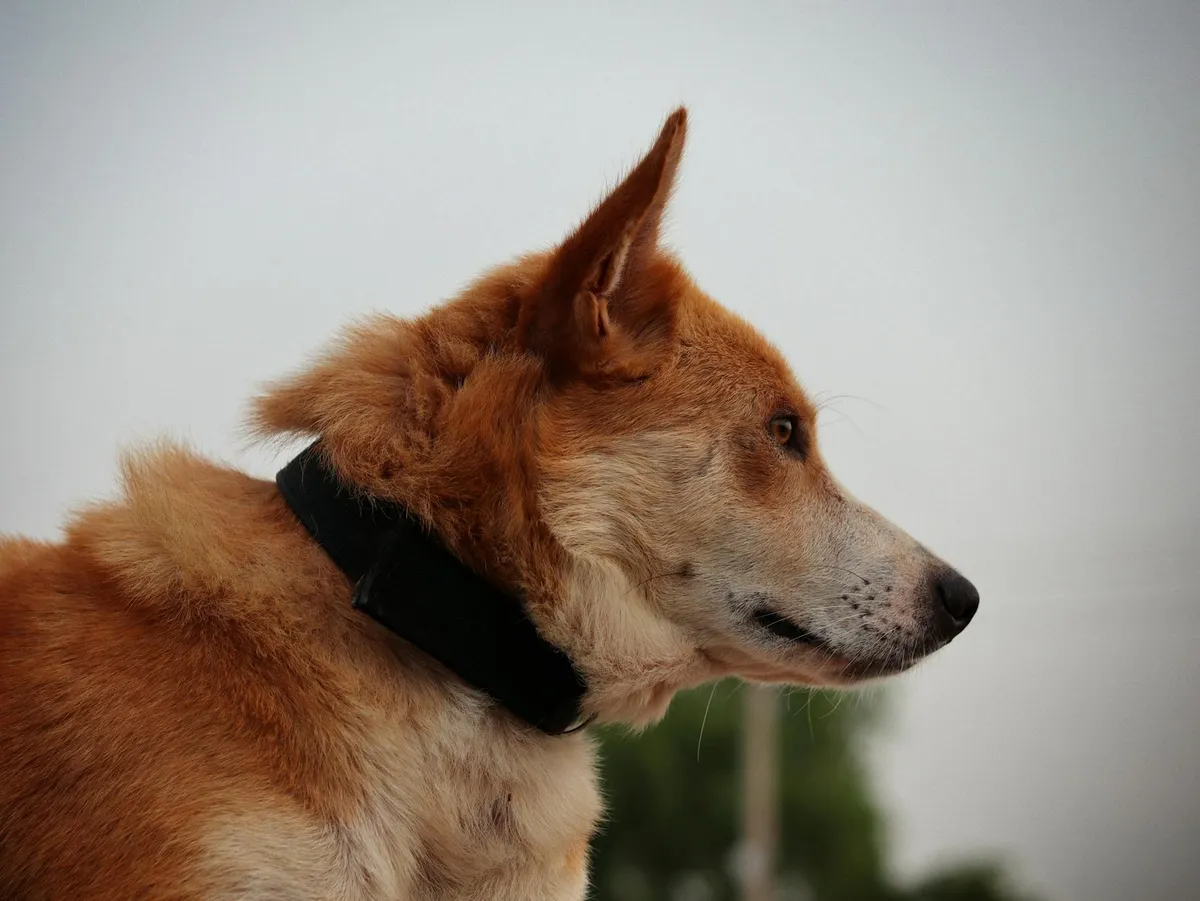 Collari per Cani di Alta Qualità Variety of dog collars including Biothane and leather