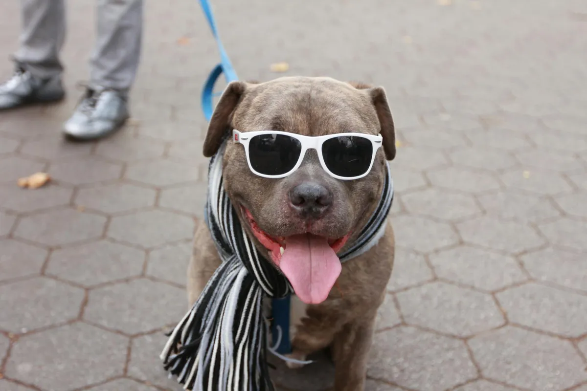 Cane con Collare Personalizzato cane che indossa un collare personalizzato durante una passeggiata
