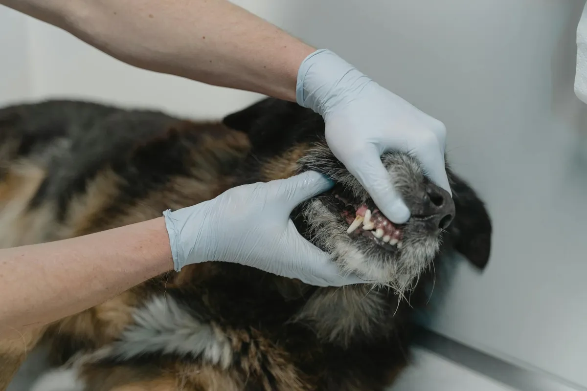 Importanza della salute dentale nei cani Cura dentale per cani