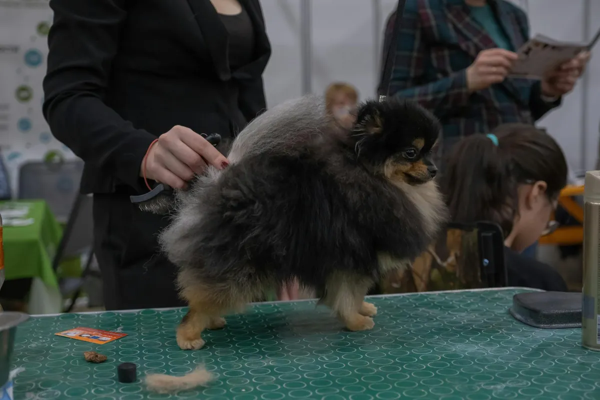 Stylish Dog at Exhibition Dog showing in exhibition with stylish collar