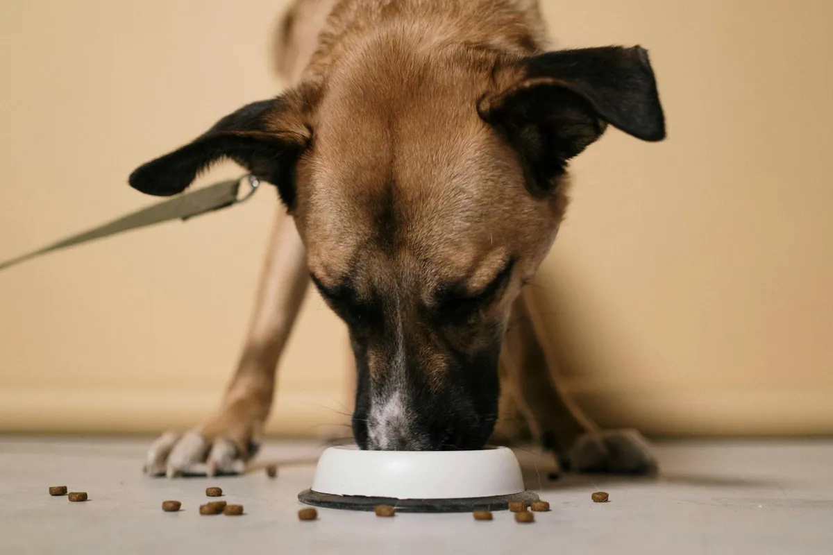 Negozio di Alimenti per Cani Negozio di alimenti per cani con diverse opzioni di cibo.