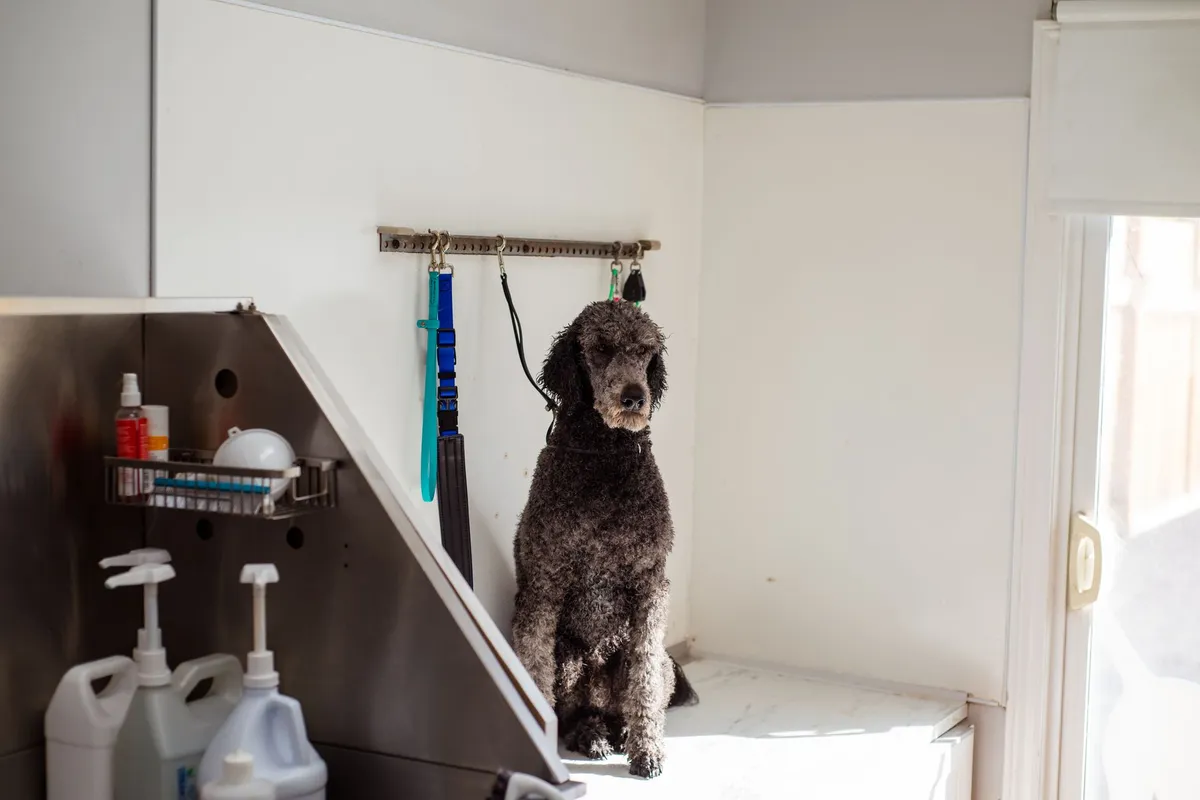 Toelettatura del cane Cane in fase di toelettatura