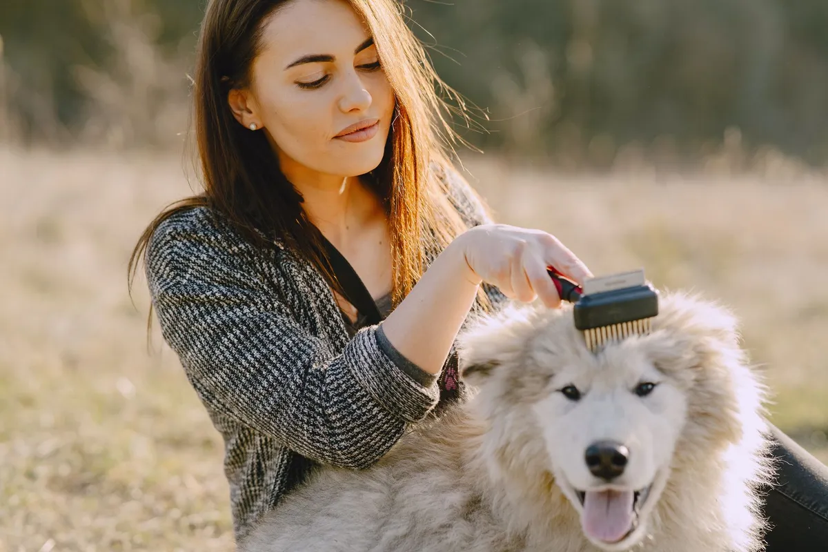 Variety of Dog Grooming Tools various dog grooming brushes and combs