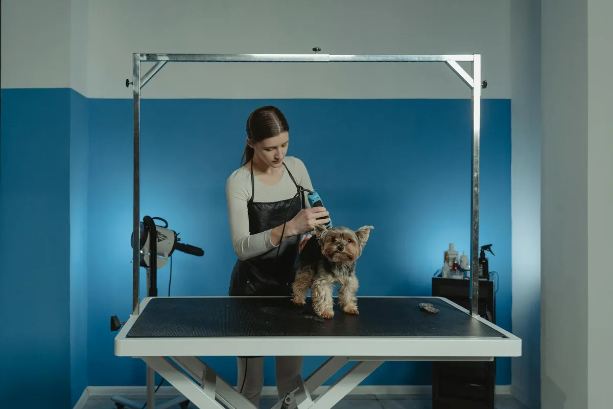 Professional Dog Grooming Groomer using clipper on long-haired dog
