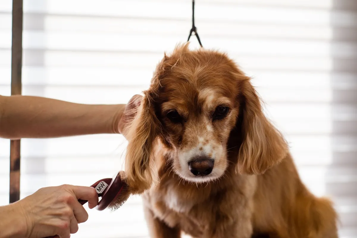 Dog Grooming with Collar Dog with leather collar during grooming