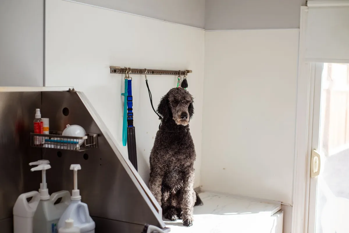 Dog Grooming with Slanatore dog grooming with slanatore