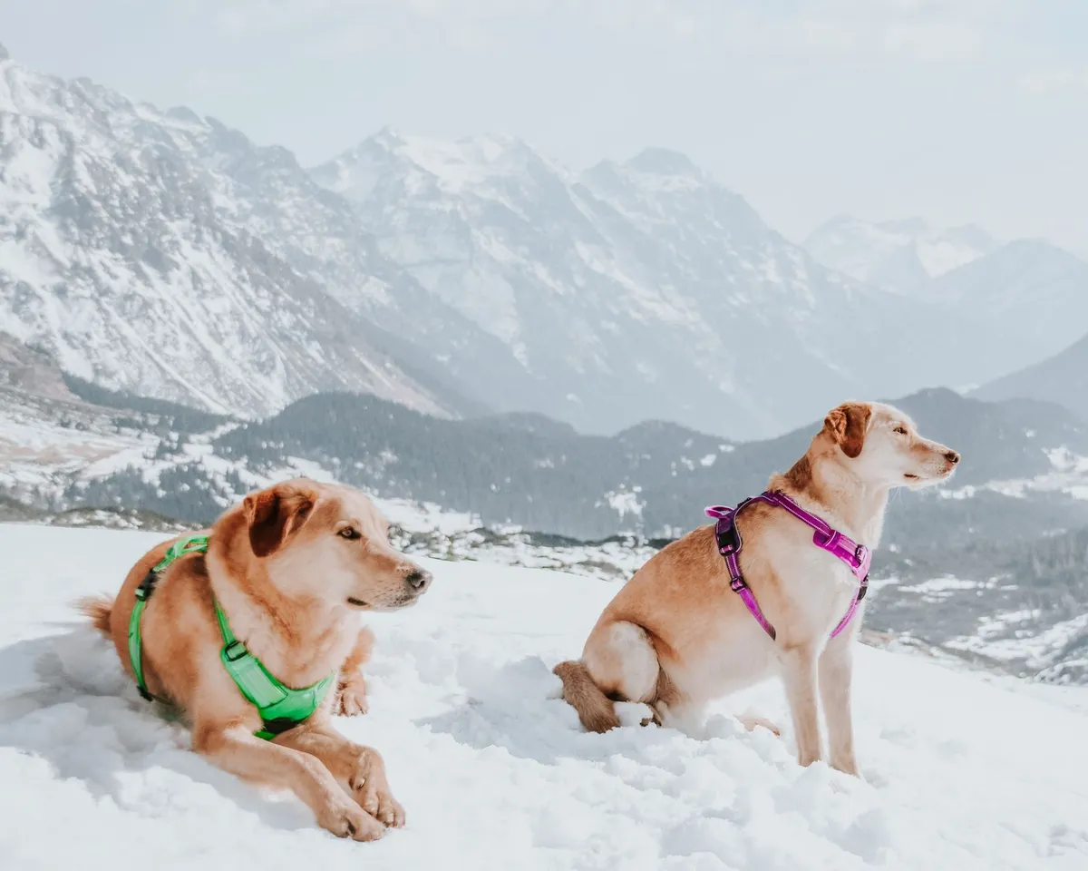 Manutenzione dell'Imbracatura per Cani Manutenzione di un'imbracatura per cani