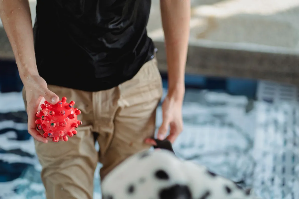 Pulizia dei Giocattoli Proprietario di cane che pulisce i giocattoli