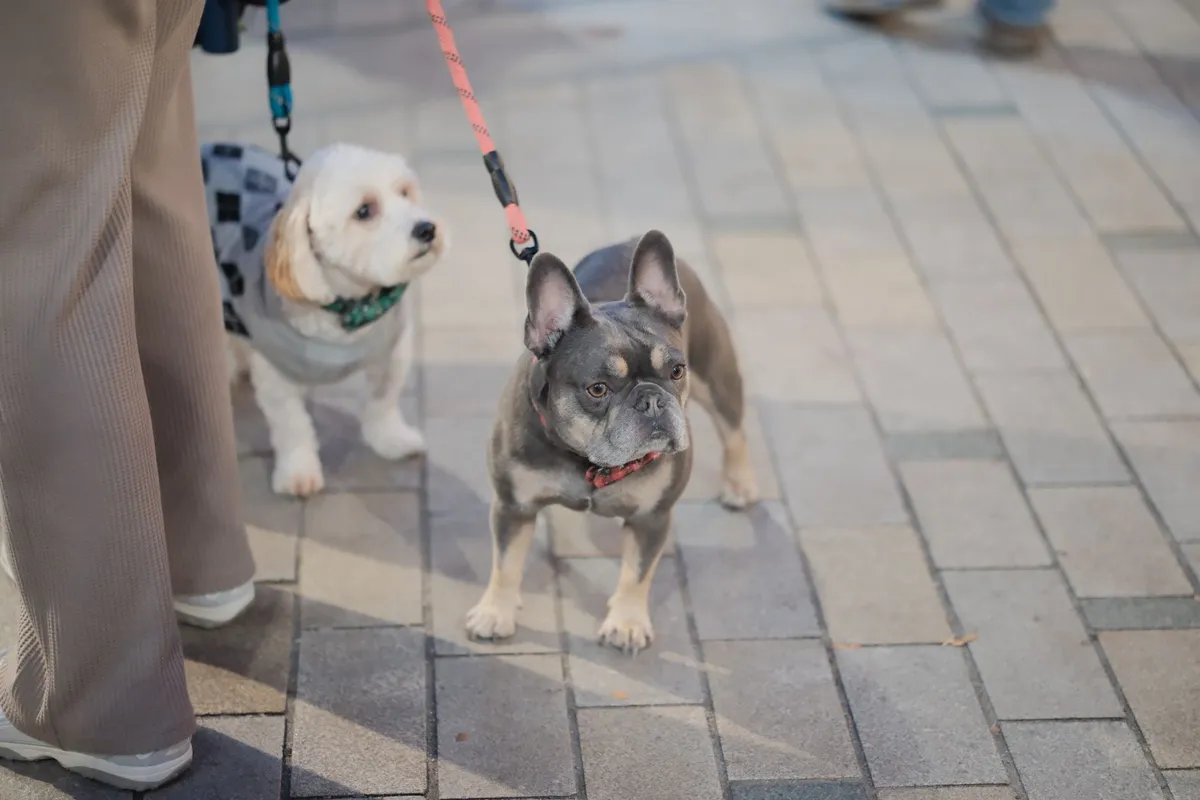 Selecting Collars and Leashes Dog owner choosing collars and leashes