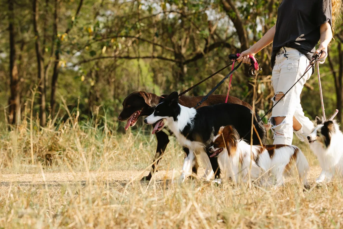 Guinzaglio in Cuoio di Alta Qualità Propietario di cane con guinzaglio di alta qualità