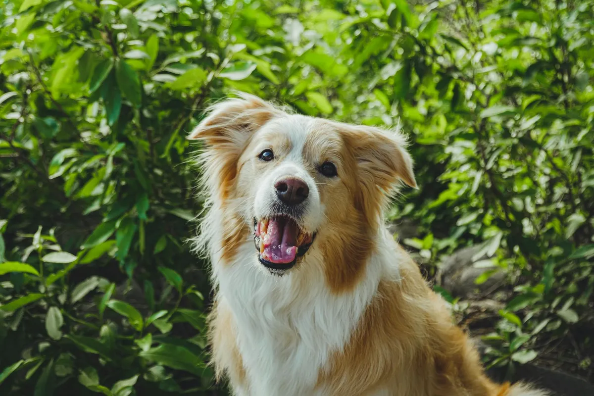 High-Quality Dog Products Variety of high-quality dog products including collars and leashes