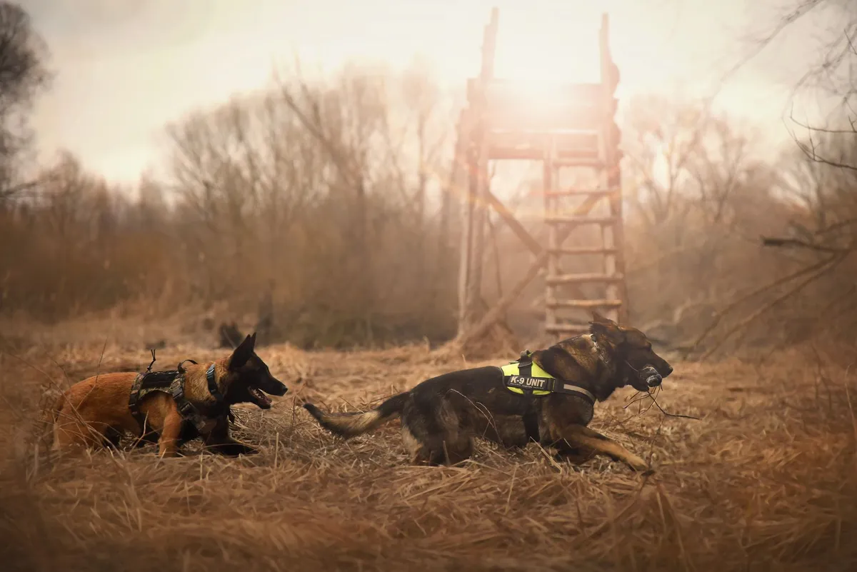 Cane e Collare Sportivo Un cane di taglia media durante un'attività sportiva all'aria aperta con un collare resistente.