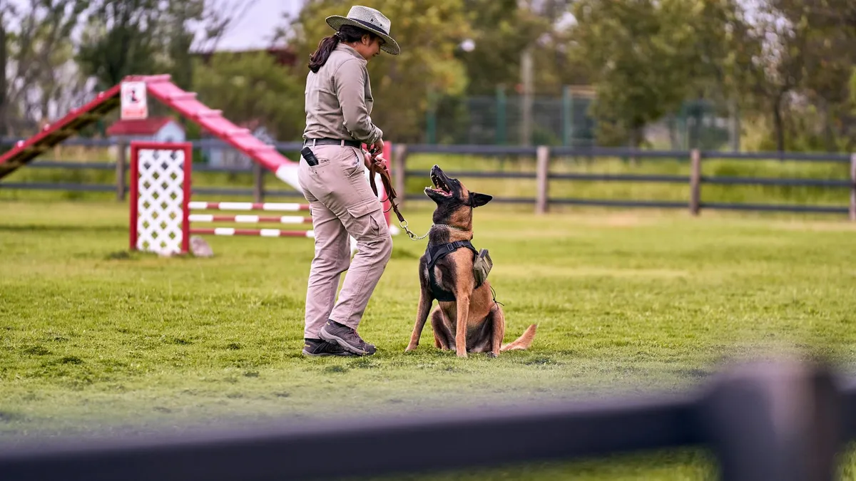 Collar Training Session Dog trainer using a no-bark collar during training