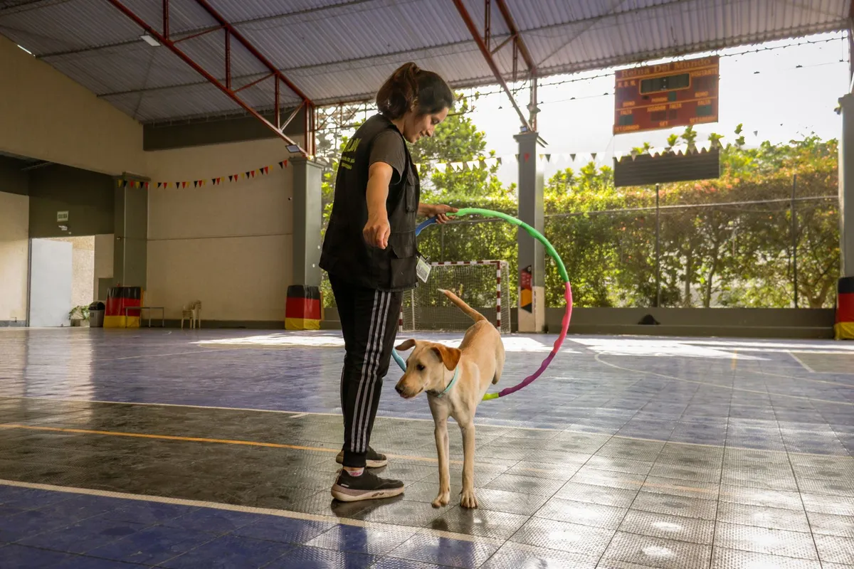 Professional Dog Training Dog trainer working with a trained dog