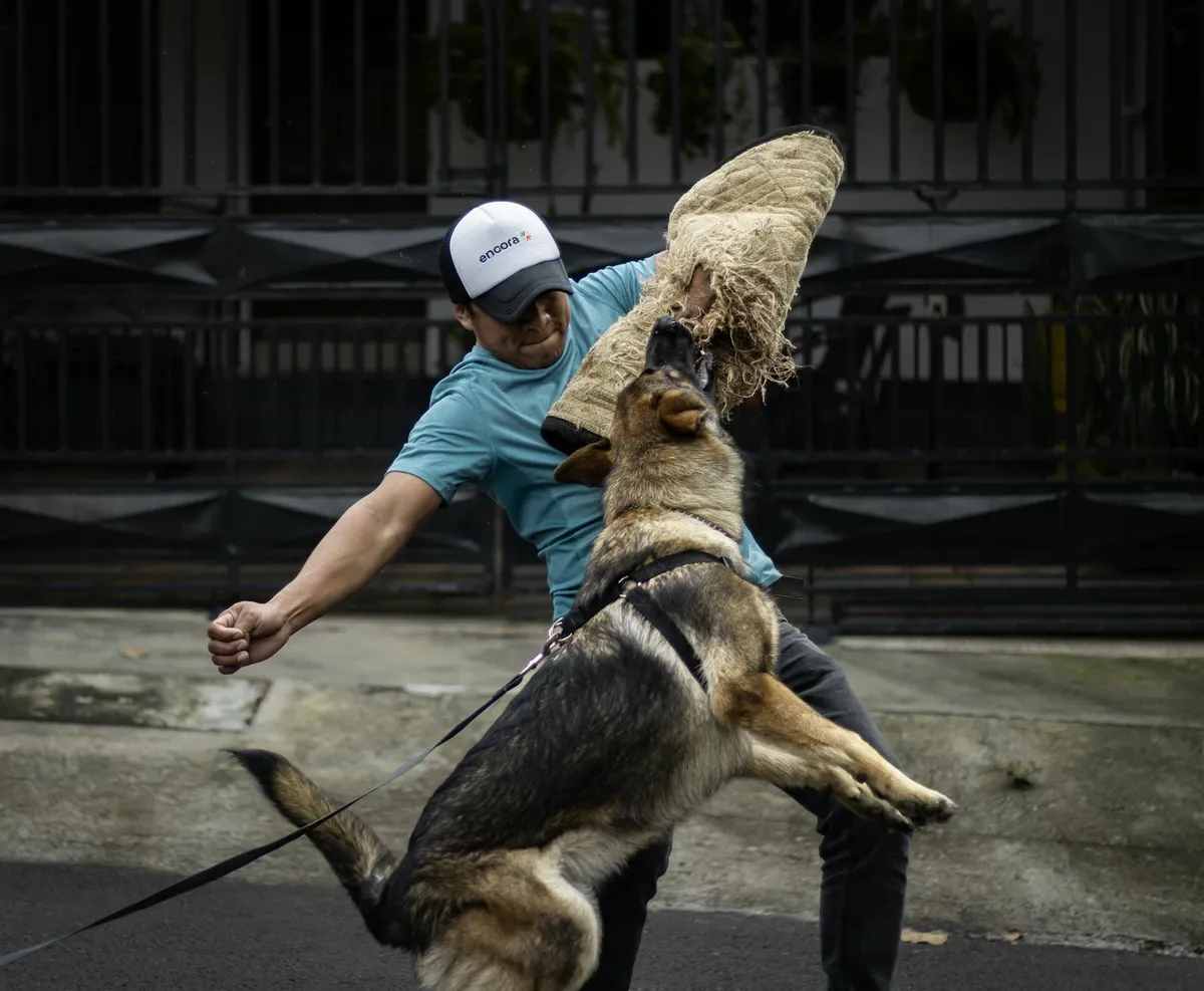 Trainer with Dogs Trainer using training whistle with dogs