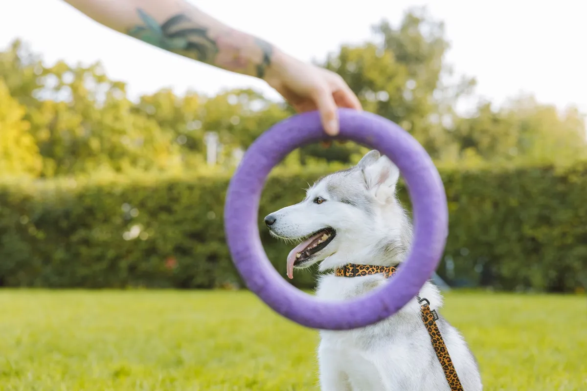 Accessori per l'addestramento Accessori per l'addestramento del cane