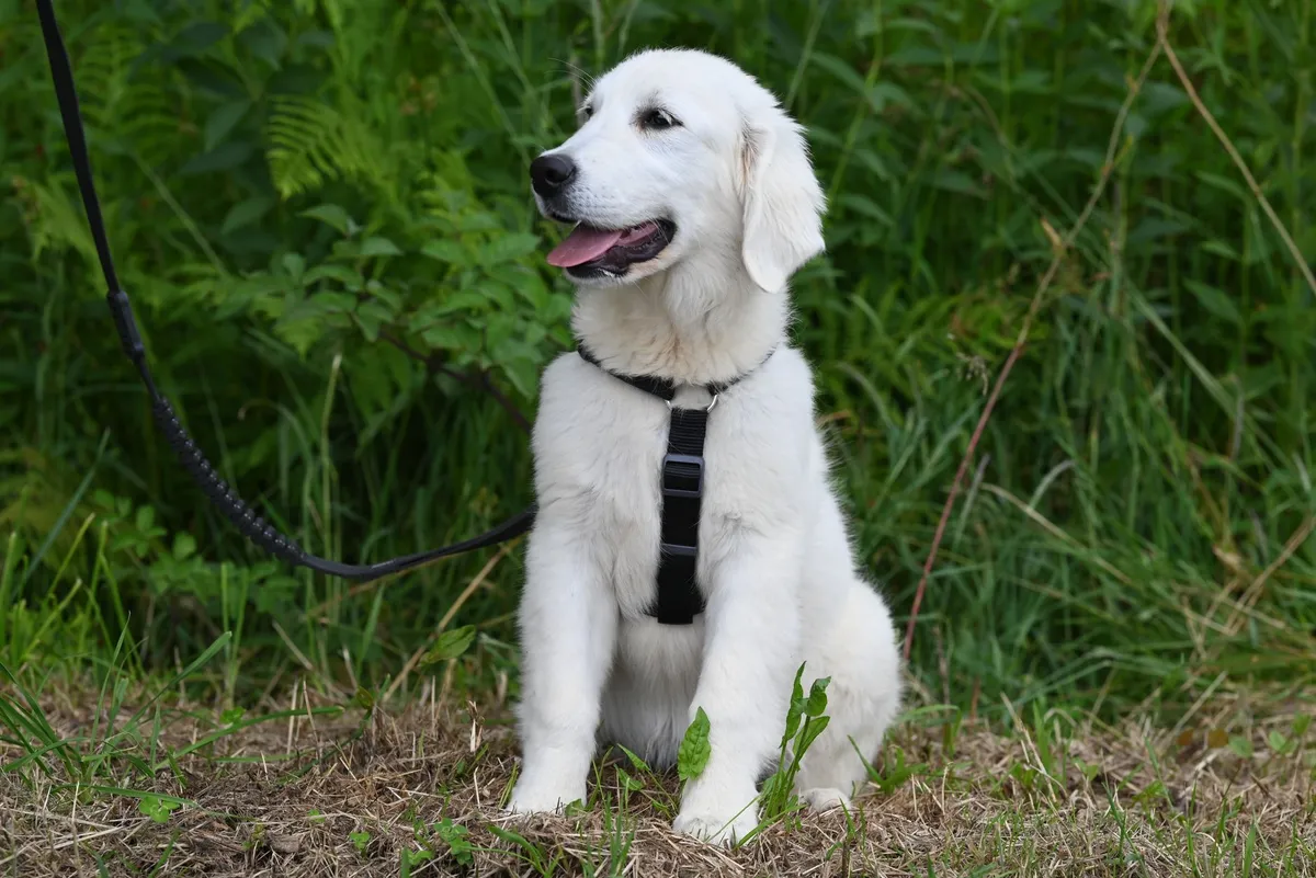 Addestramento cane con guinzaglio in Biothane Addestramento cane con guinzaglio in Biothane