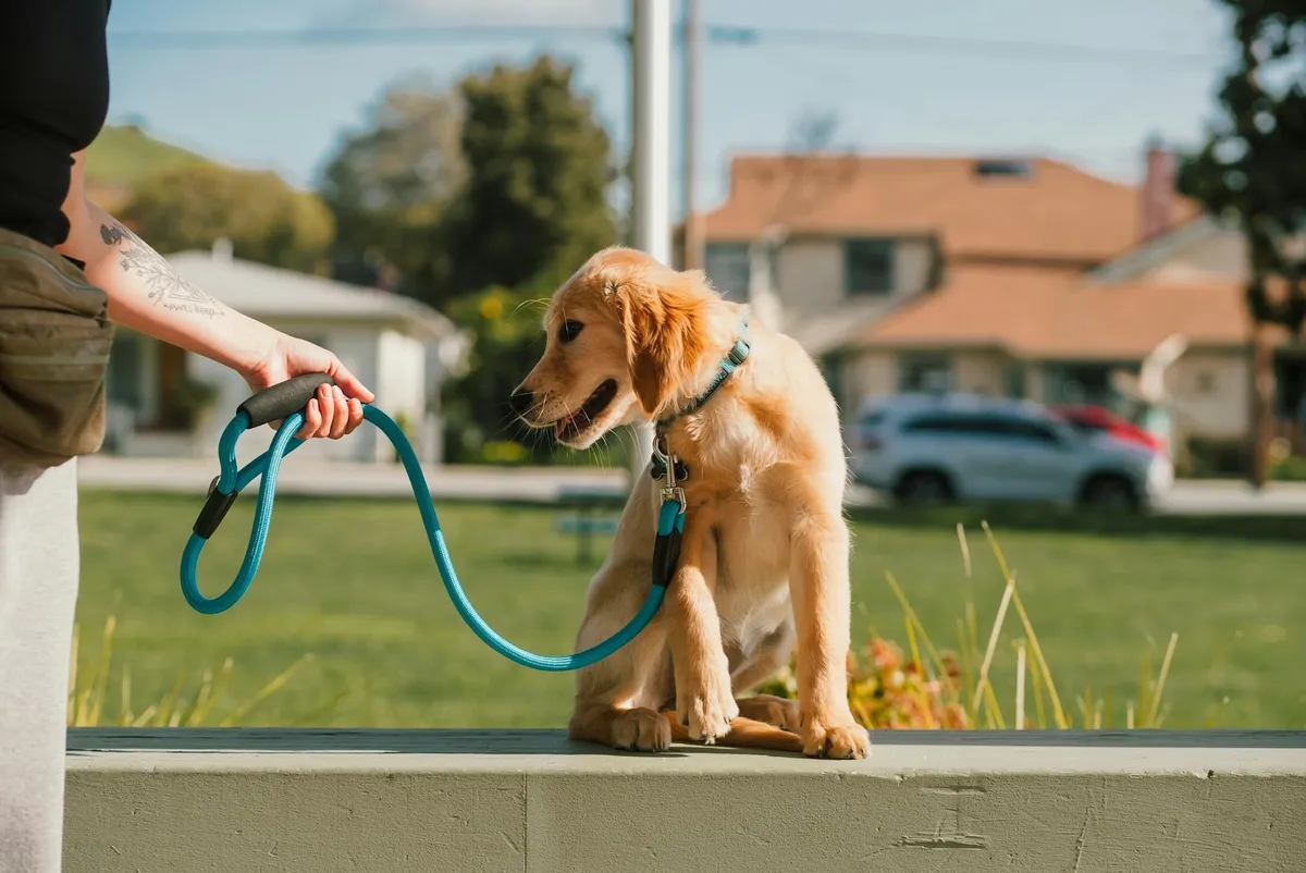 Dog Training with Professional Leash dog trainer using training leash in a park
